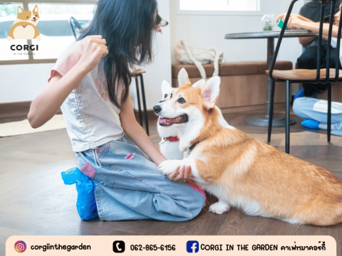 ร้านคาเฟ่คอร์กี้ ราคาหลักร้อย